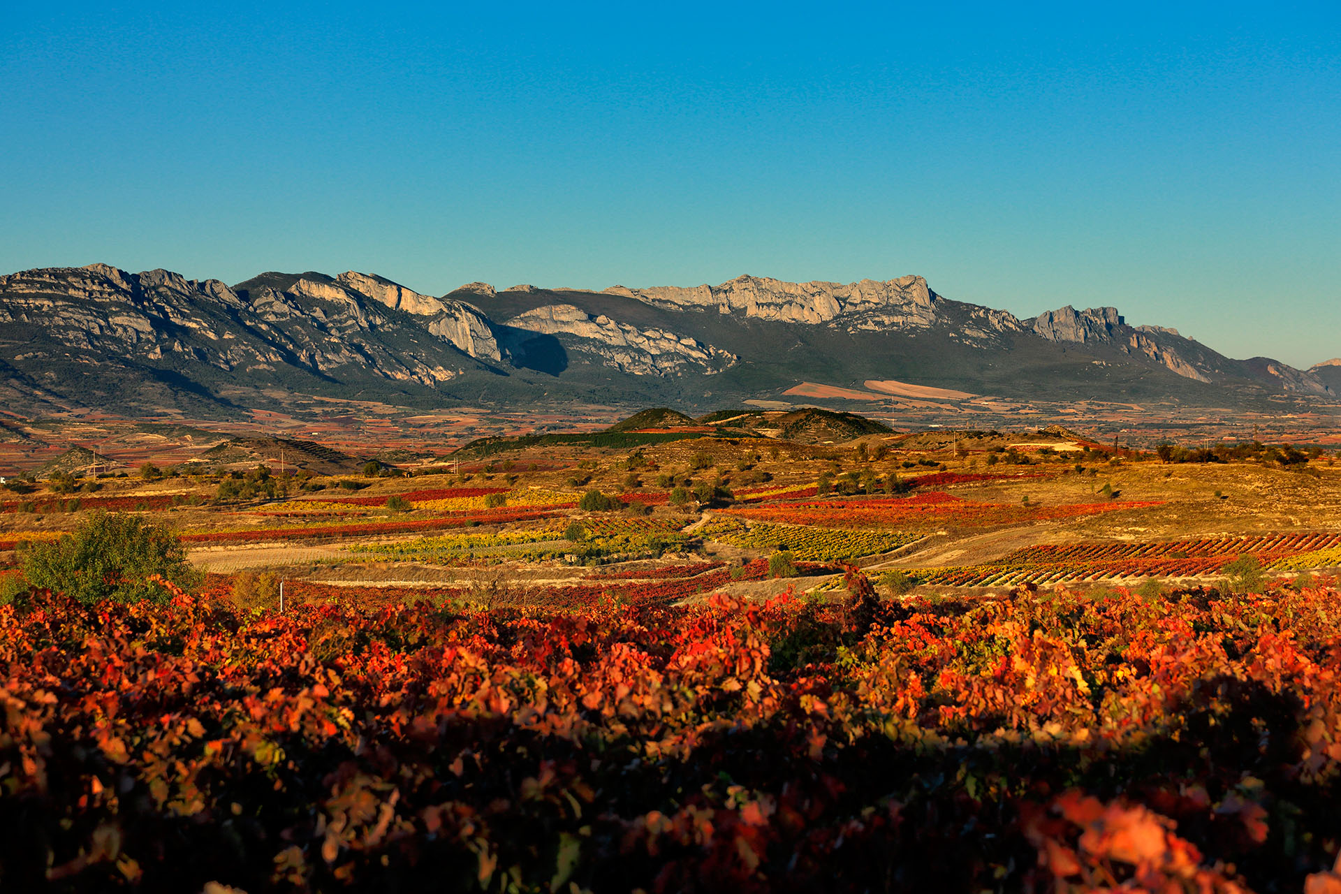 Rutas del vino II